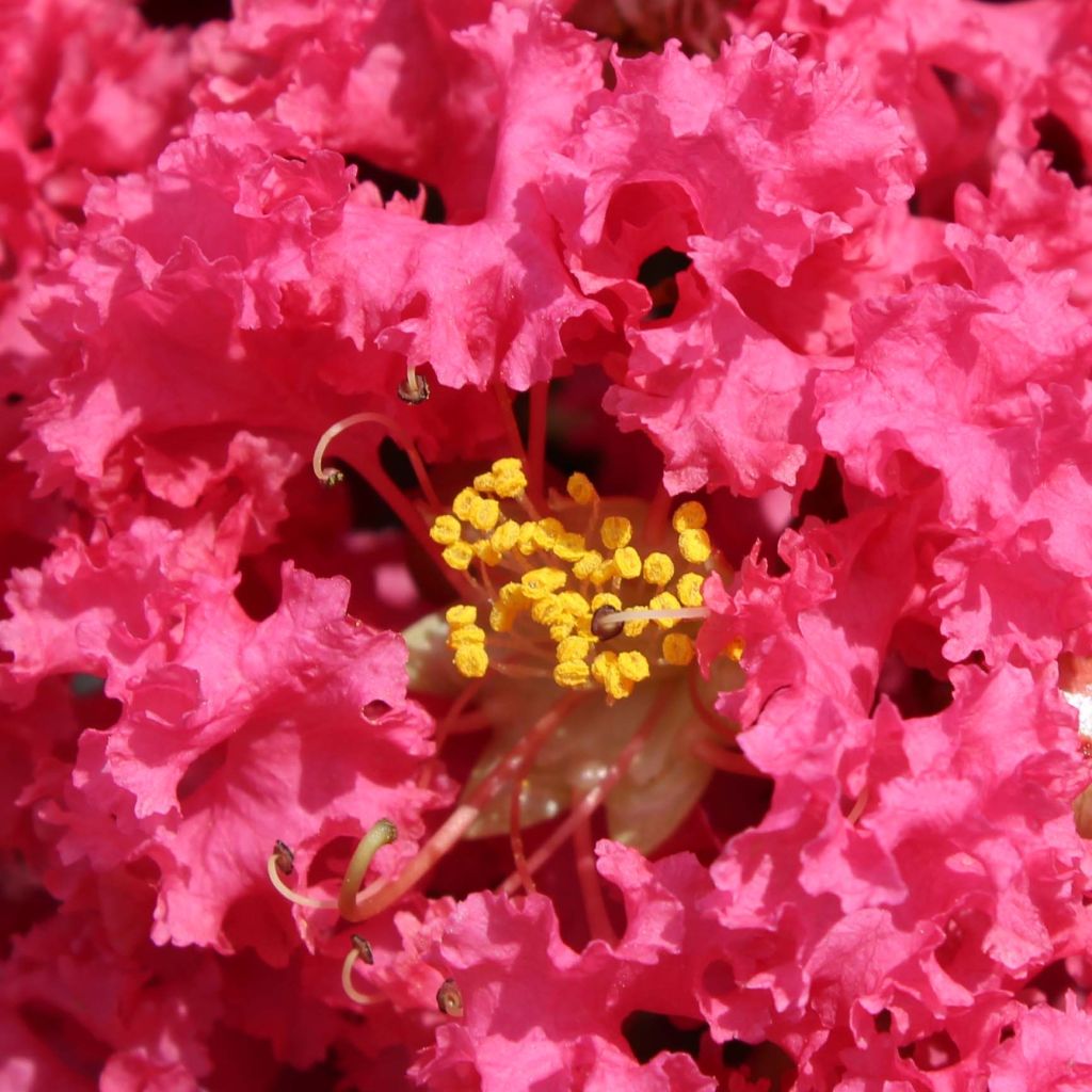 Lagerstroemia indica Grand Cru - Lilas des Indes