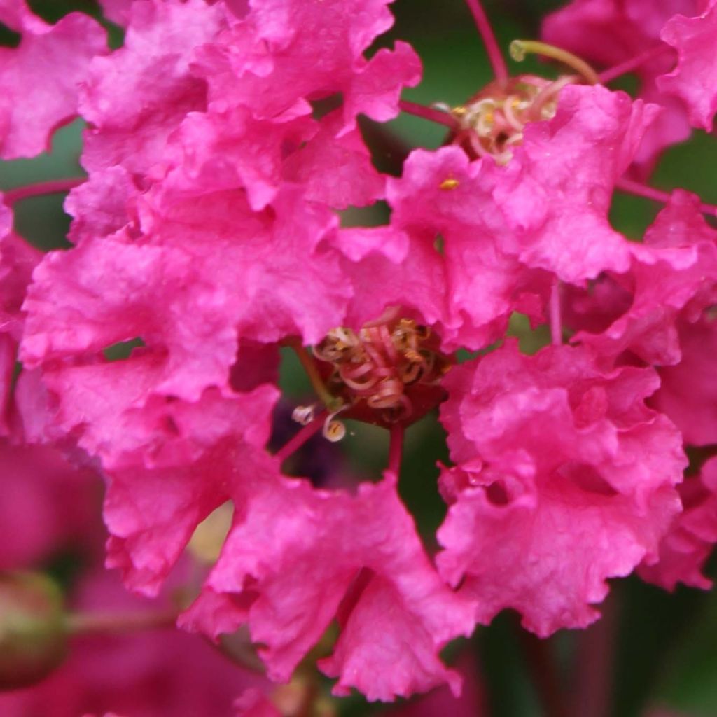 Lagerstroemia indica Houston - Lilas des Indes