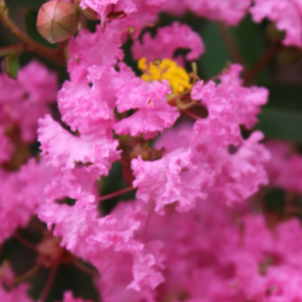 Lagerstroemia indica Jacqueline Desmartis - Lilas des Indes