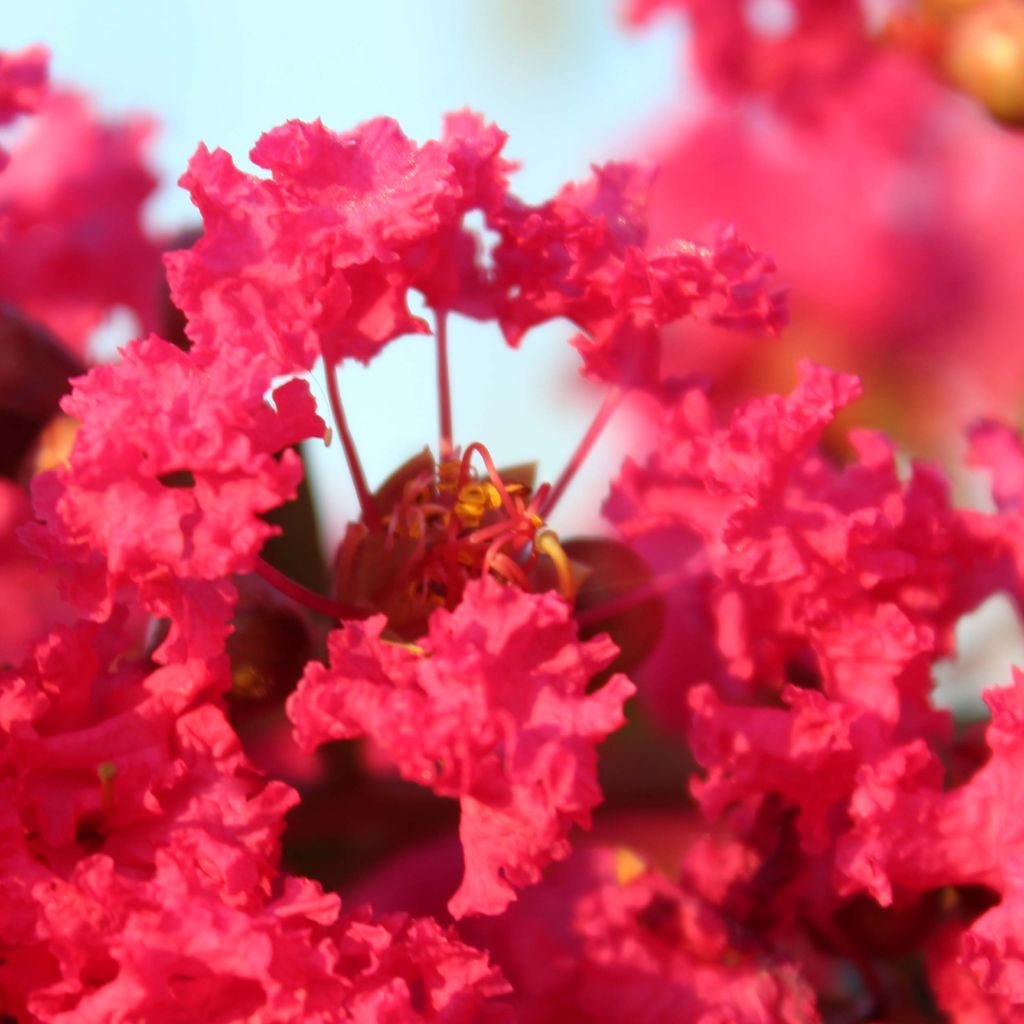 Lagerstroemia indica Périgord Pourpre - Lilas des Indes