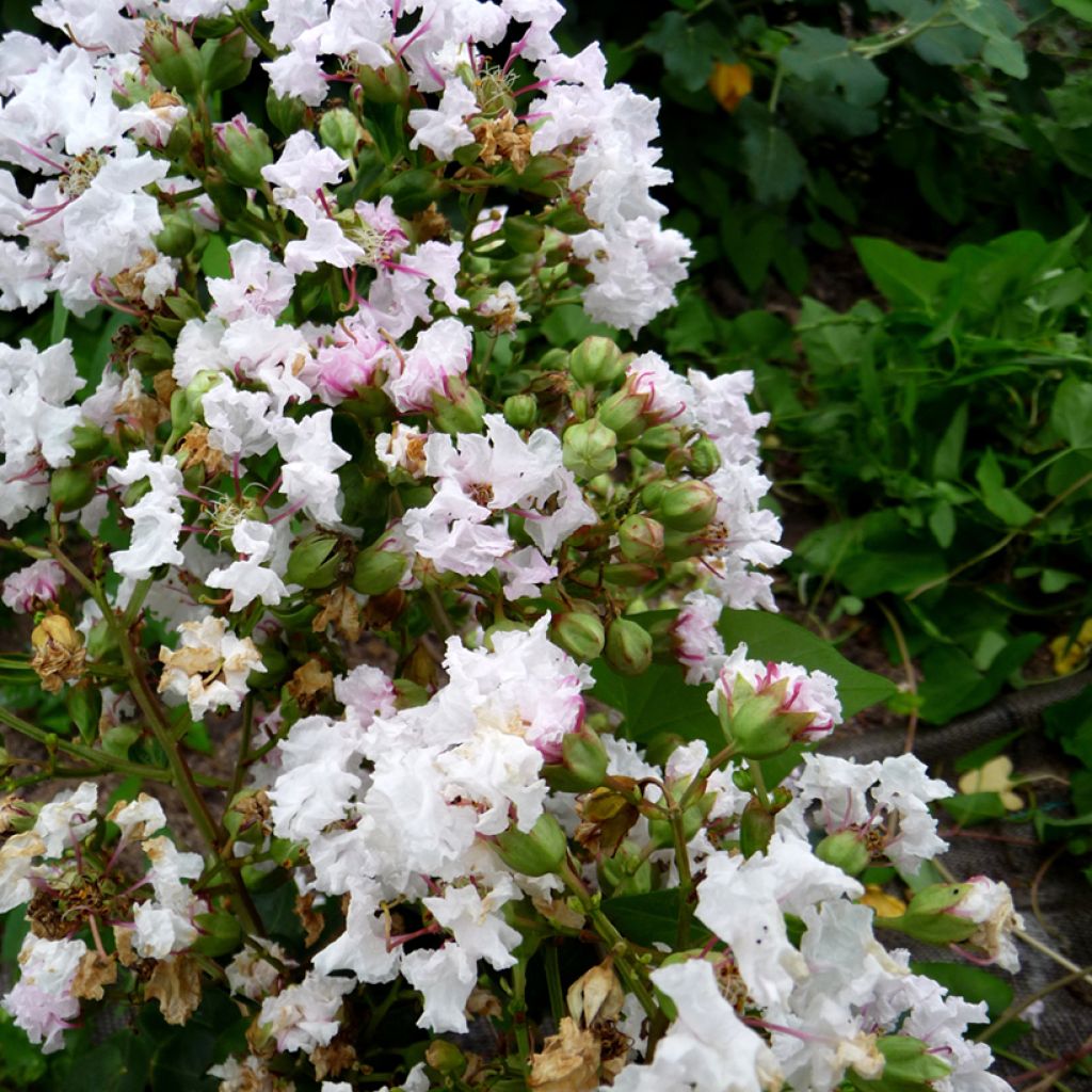 Lagerstroemia indica Petite Snow