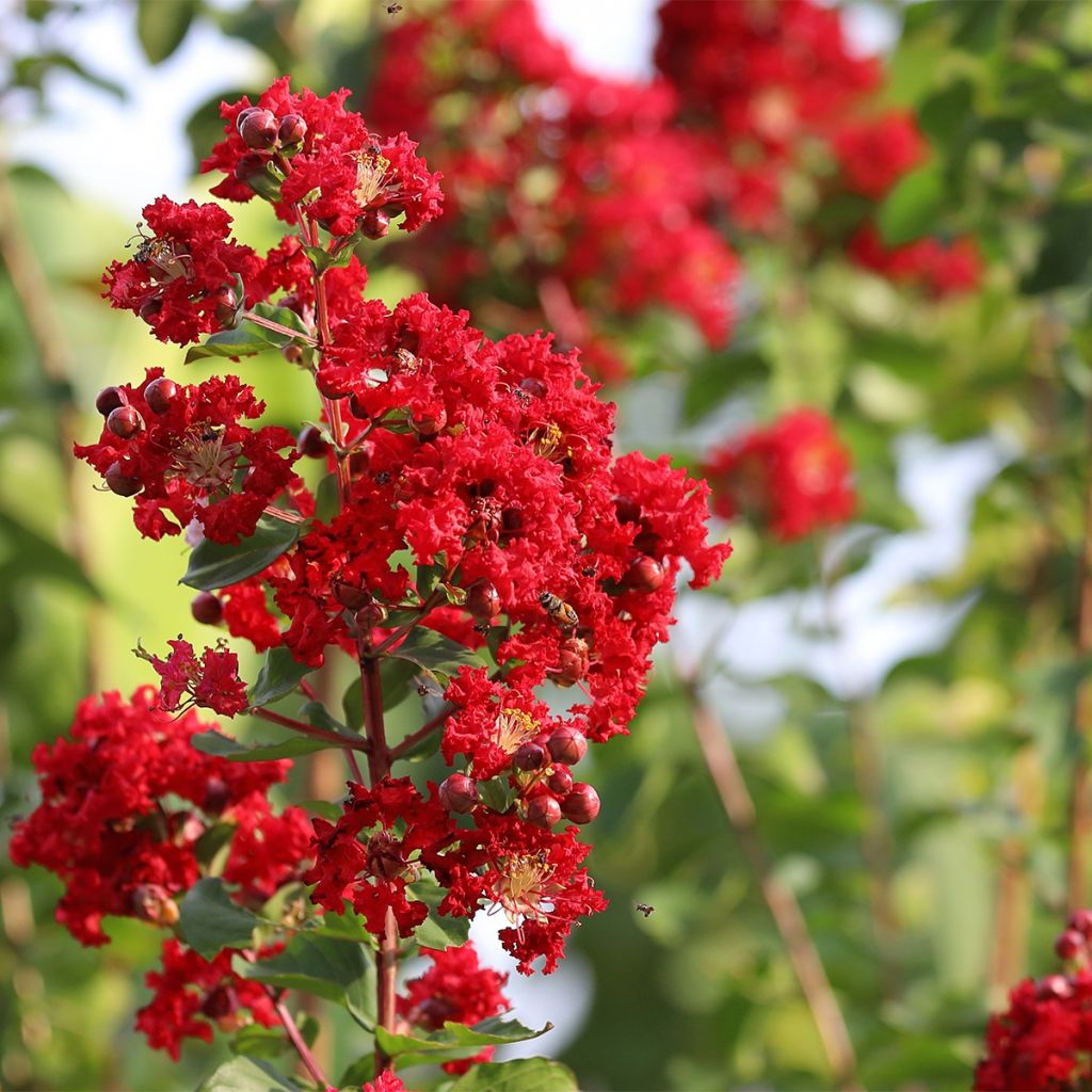 Lagerstroemia indica Victoria - Lilas des Indes