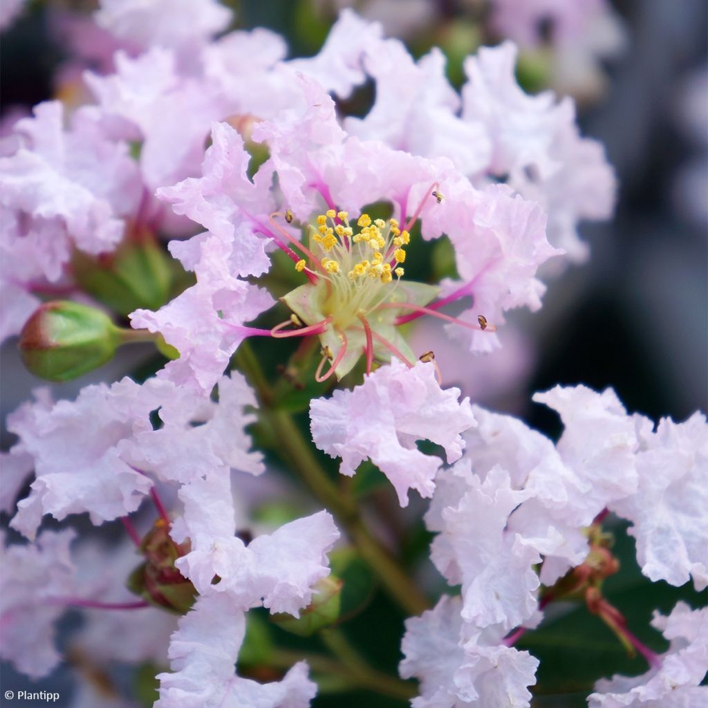 Lagerstroemia indica With Love Babe - Crape Myrtle