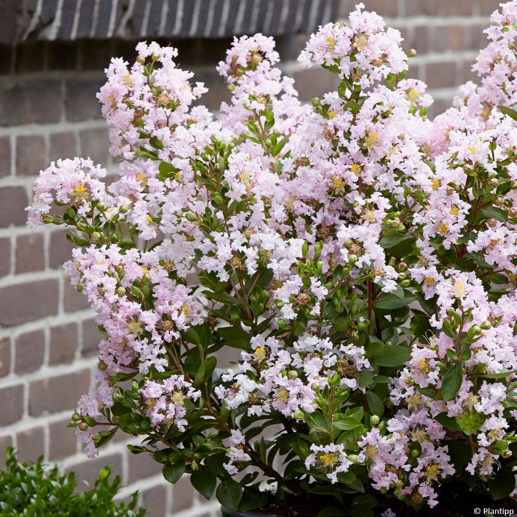 Lagerstroemia indica With Love Babe - Crape Myrtle