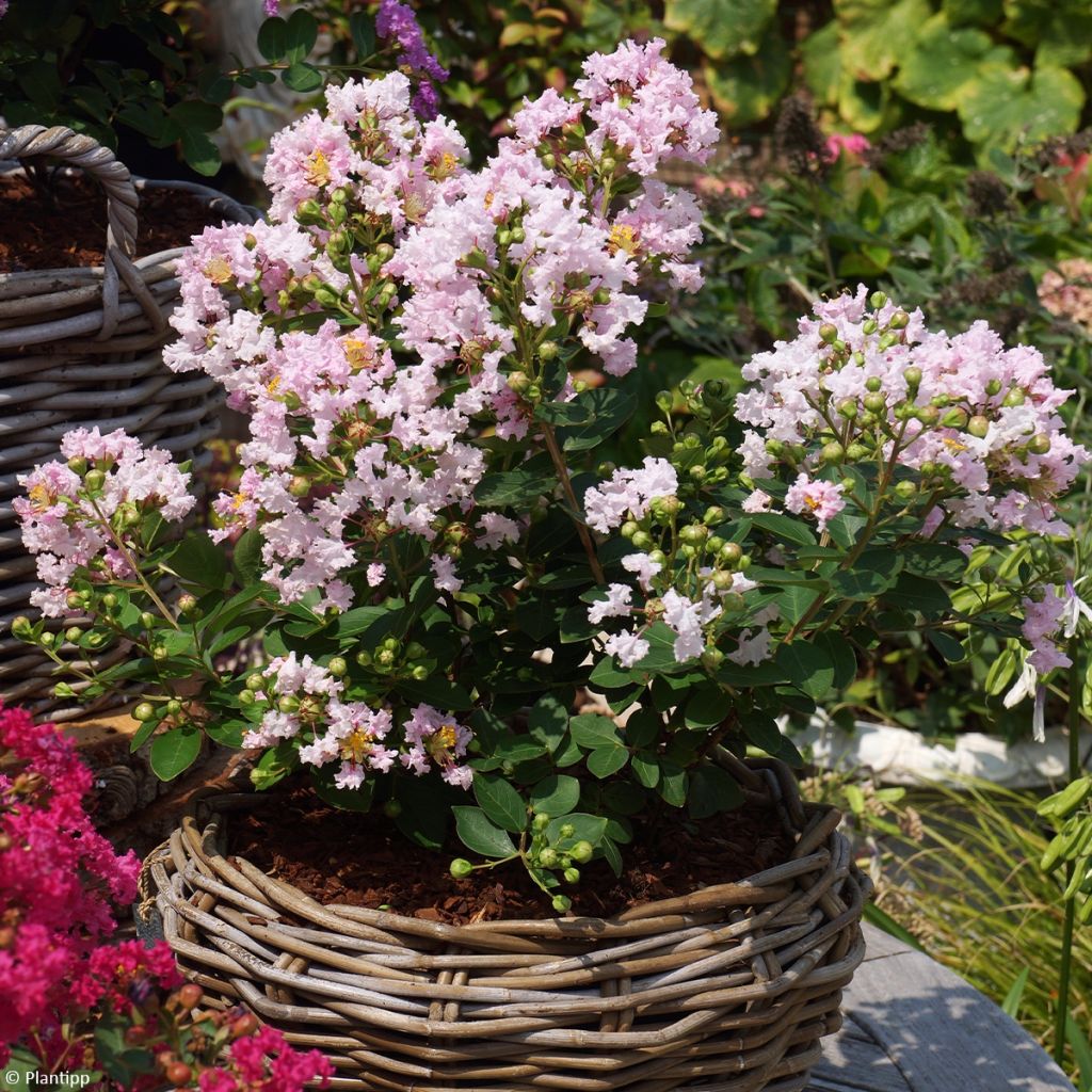 Lagerstroemia indica With Love Babe - Crape Myrtle