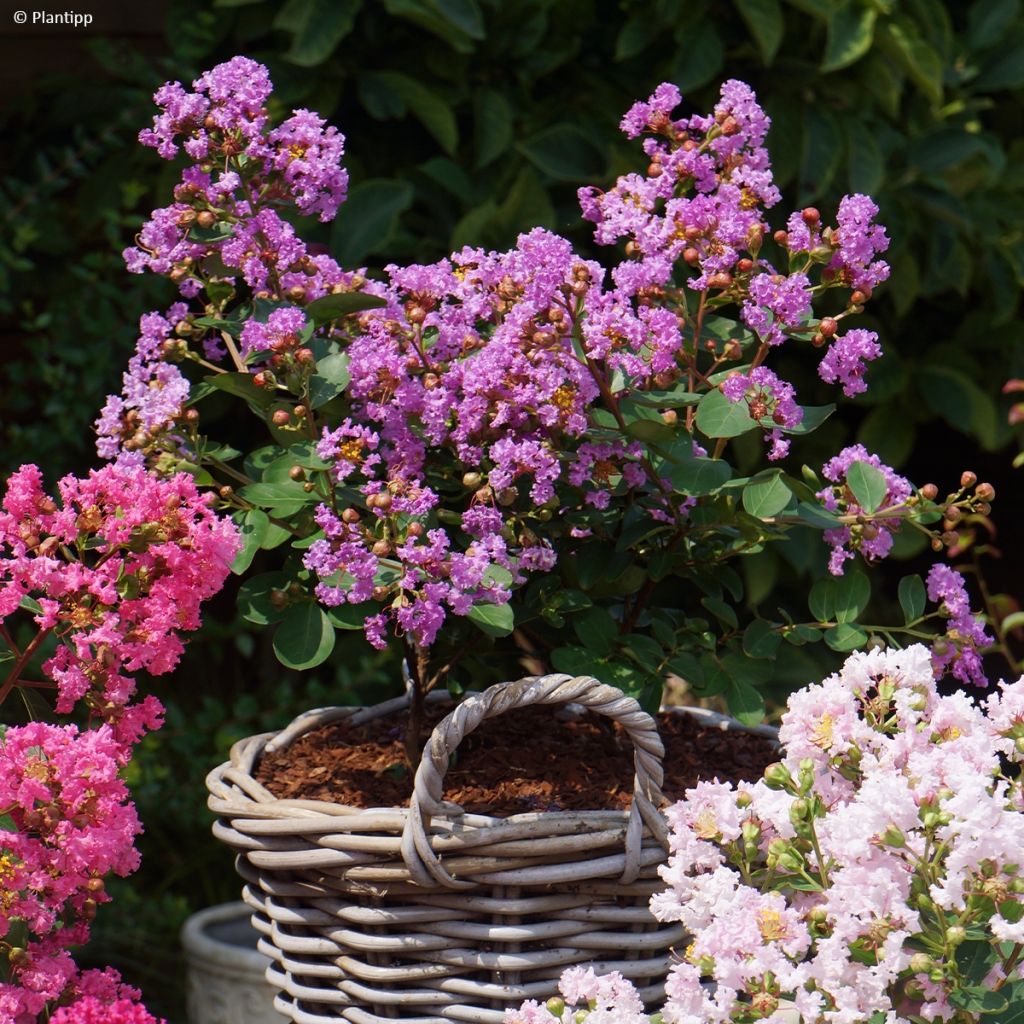 Lilas des Indes - Lagerstroemia indica Eternal Whith Love