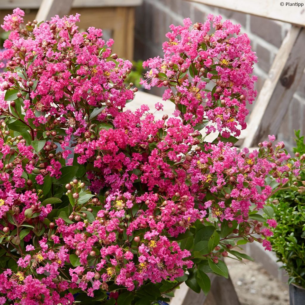 Lagerstroemia indica With Love Kiss - Crape Myrtle