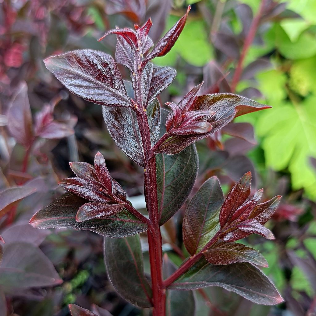 Lagerstroemia indica Black Solitaire (Black Diamond) Shell Pink - Lilas des Indes