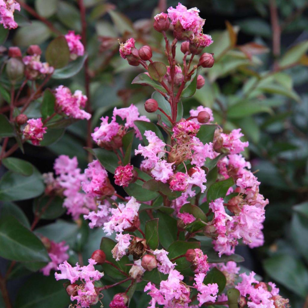 Lagerstroemia indica Mardi Gras