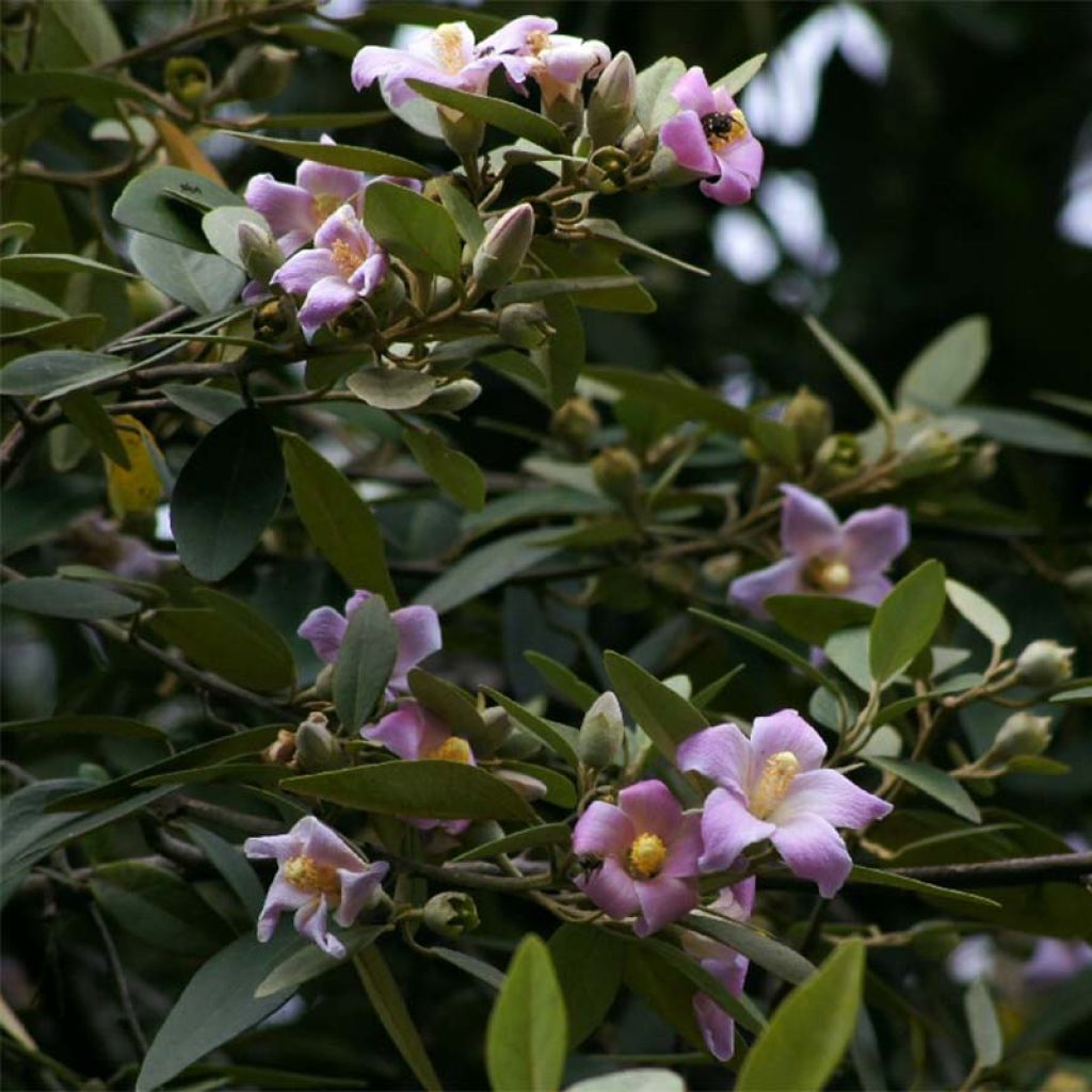 Lagunaria patersonii - Hibiscus de l'île de Norfolk,