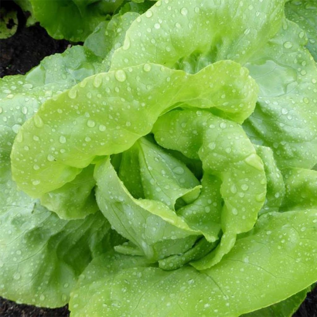 Lettuce Adelys plants - Lactuca sativa