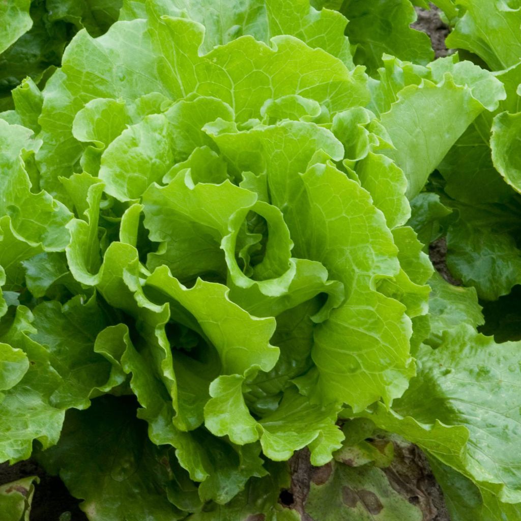 Lettuce Balmoral - Crisphead lettuce