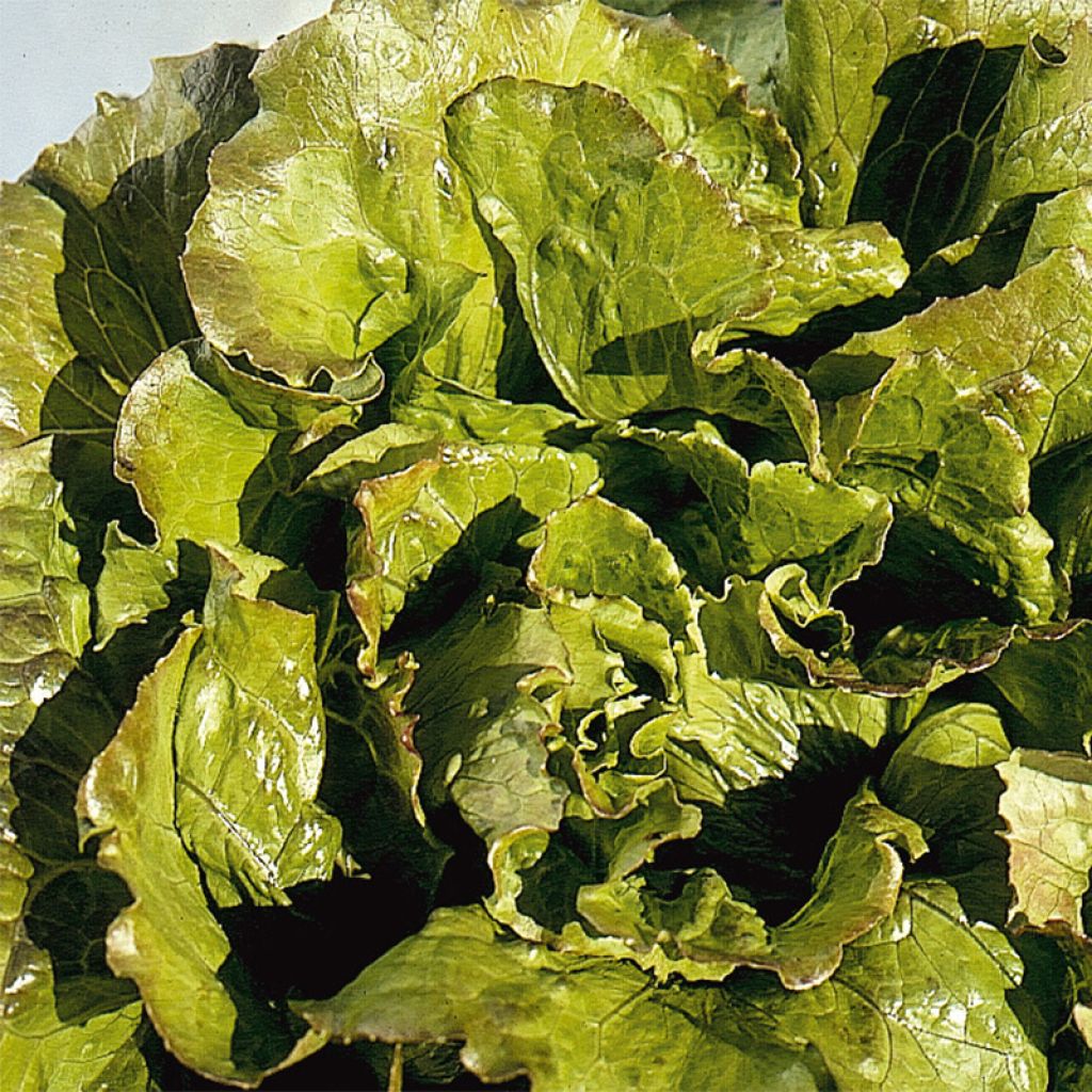 Batavia Lettuce Carmen - Lactuca sativa