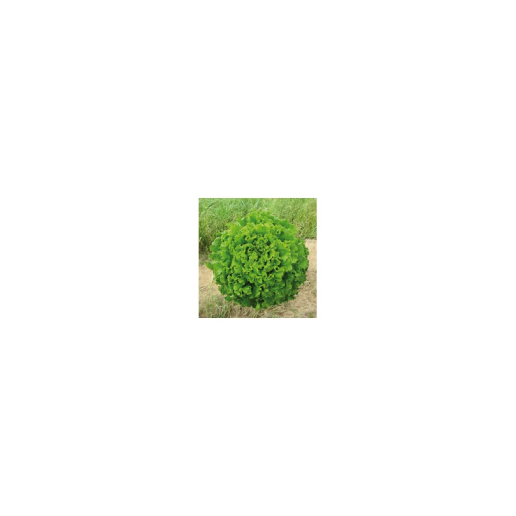 Iceberg Lettuce Florine - Batavia