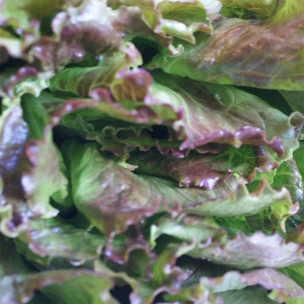 Batavia Lettuce Gloire du Dauphiné - Lactuca sativa