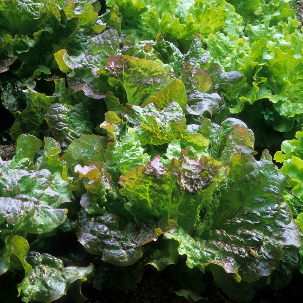 Batavia Lettuce Rouge Grenobloise - Lactuca sativa