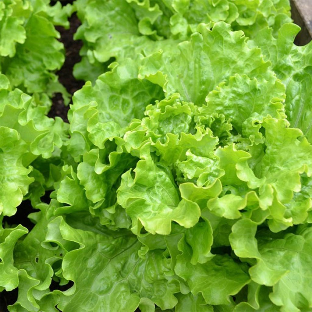 Batavia Lettuce Florine - Lactuca sativa