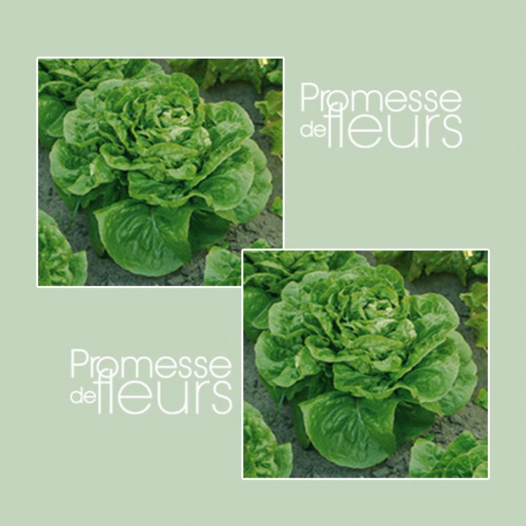 Cos Lettuce Maureen - Lactuca sativa