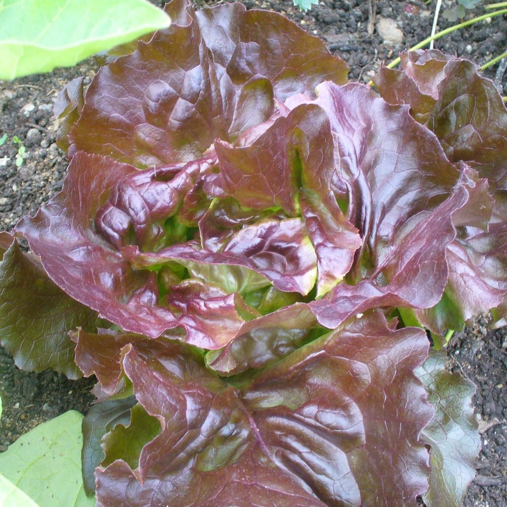 Laitue Picholine (rouge) en plants