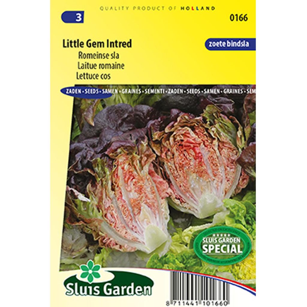 Romaine Lettuce Little Gem Intred - Lactuca sativa