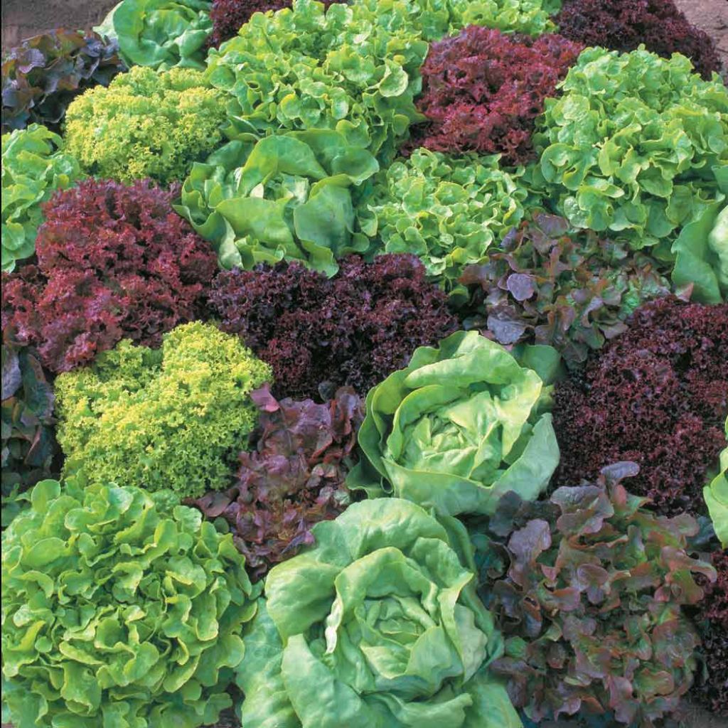 Lettuce Ultimate Mix - Lactuca sativa