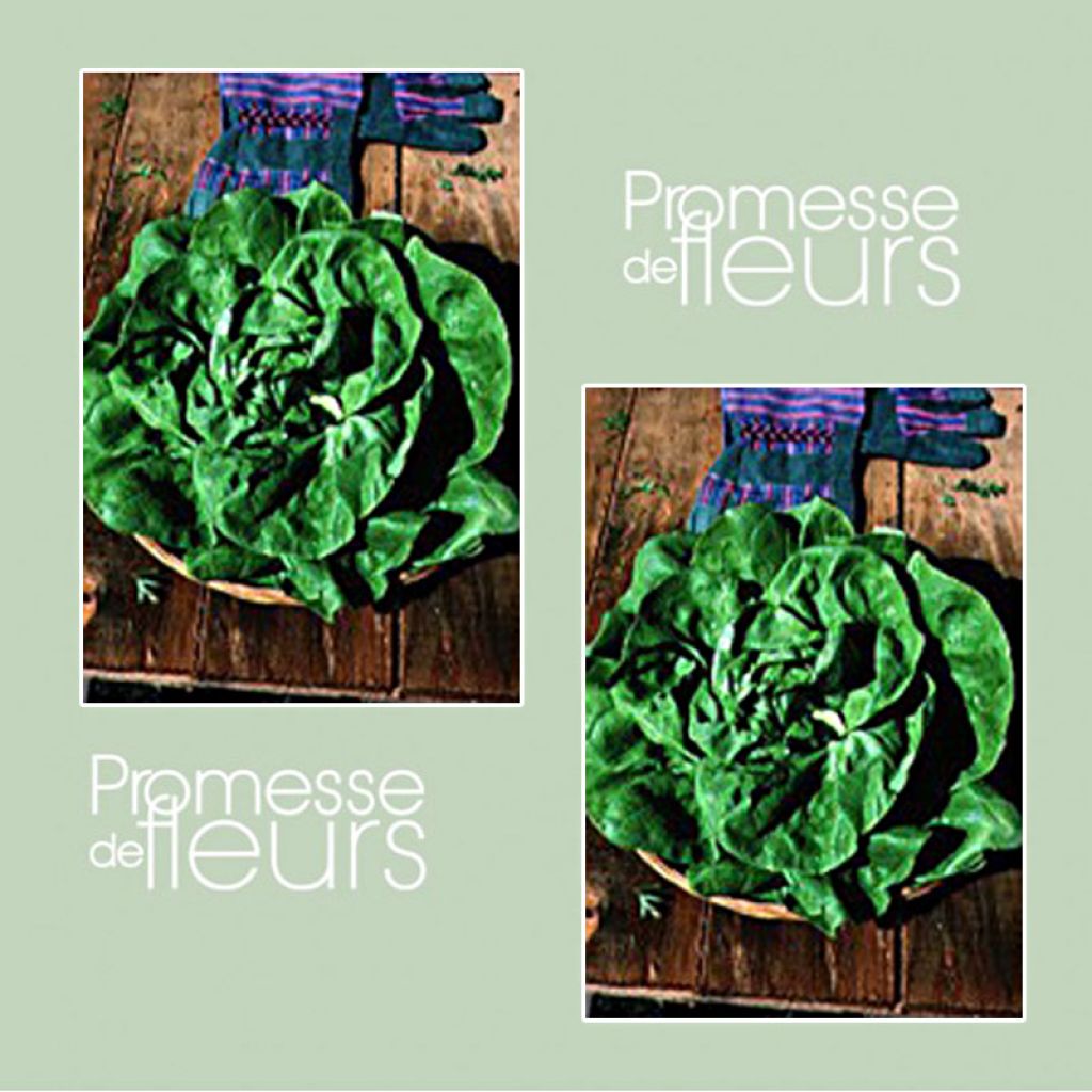 Lettuce Verpia - Lactuca sativa