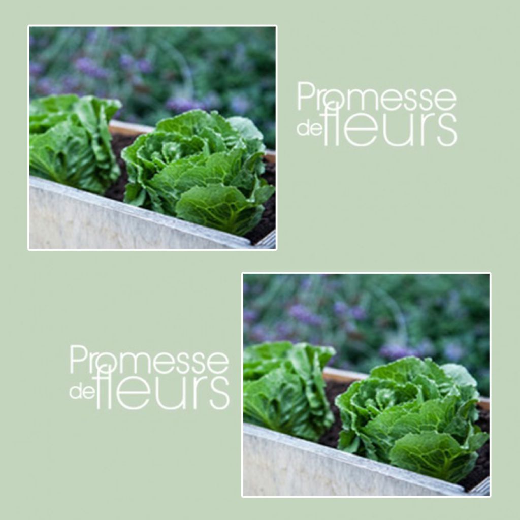 Lettuce Elyburg - Lactuca sativa