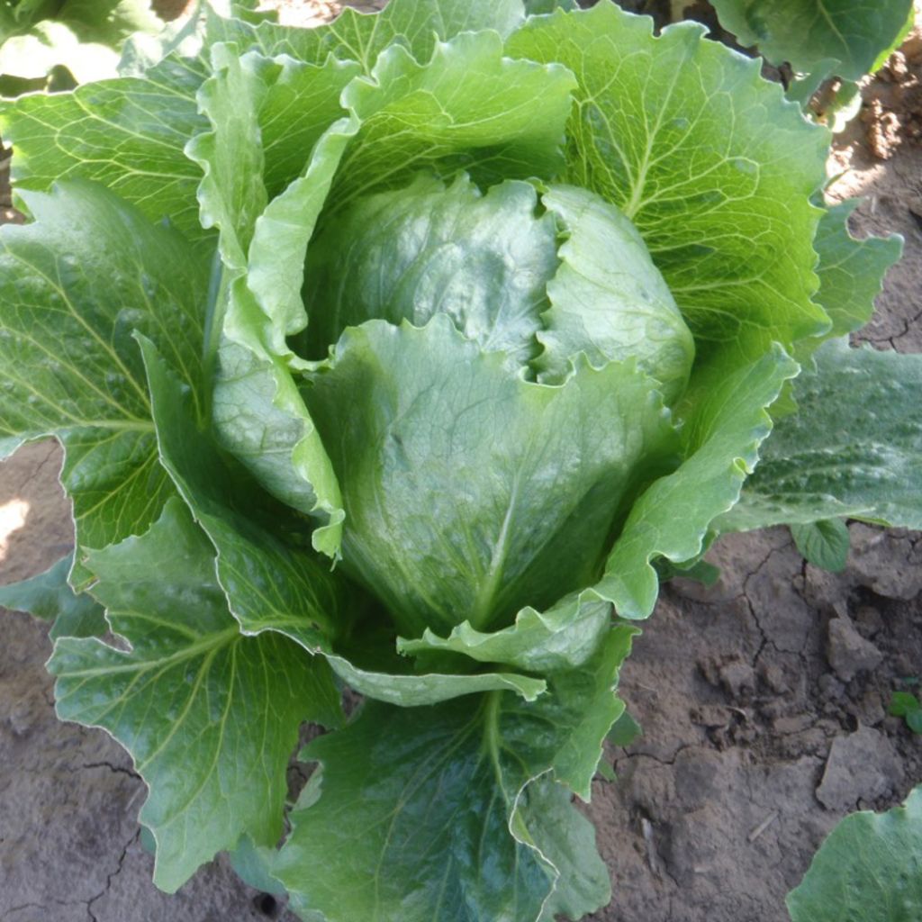 Sweet Success hybrid lettuce