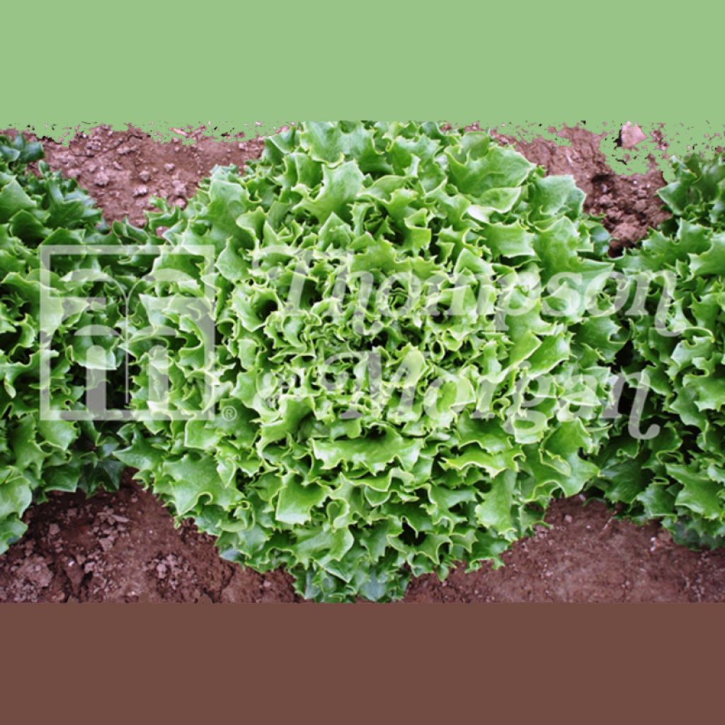 Lettuce Mazur - Lactuca sativa