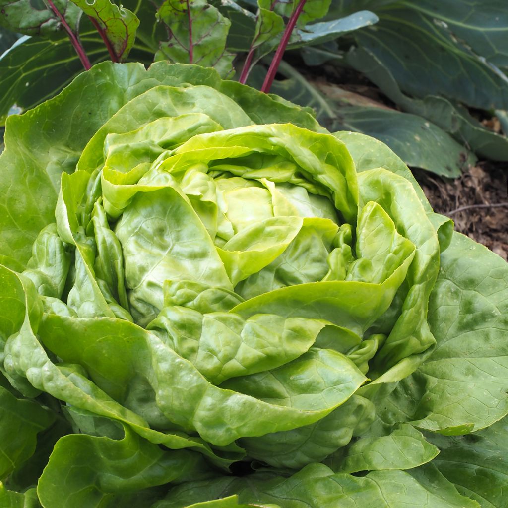 Lactuca sativa 'Justine'