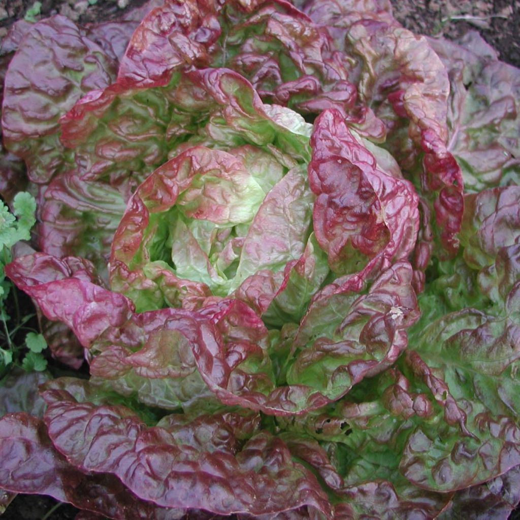 Laitue pommée Merveille des 4 saisons en plants