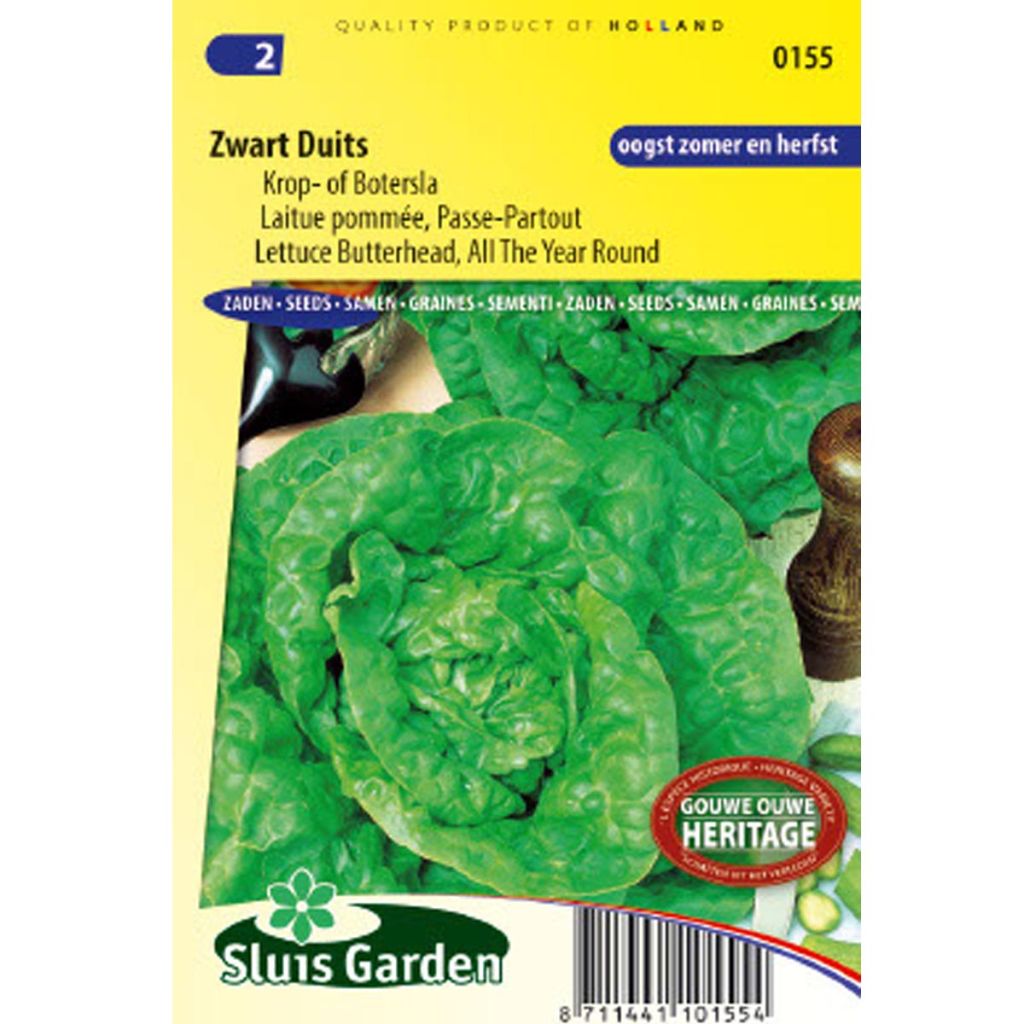 Lettuce Passe-Partout - Lactuca sativa