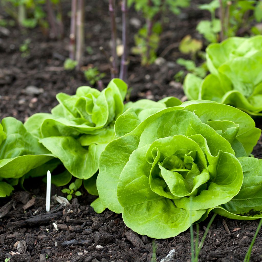 Butterhead Lettuce Reine de Mai - Lactuca sativa