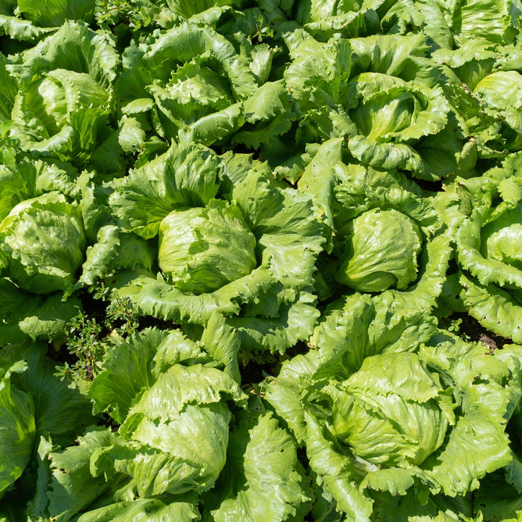 Butterhead Lettuce Reine de Mai - Lactuca sativa