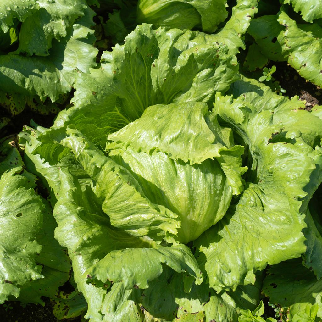 Butterhead Lettuce Reine de Mai - Lactuca sativa