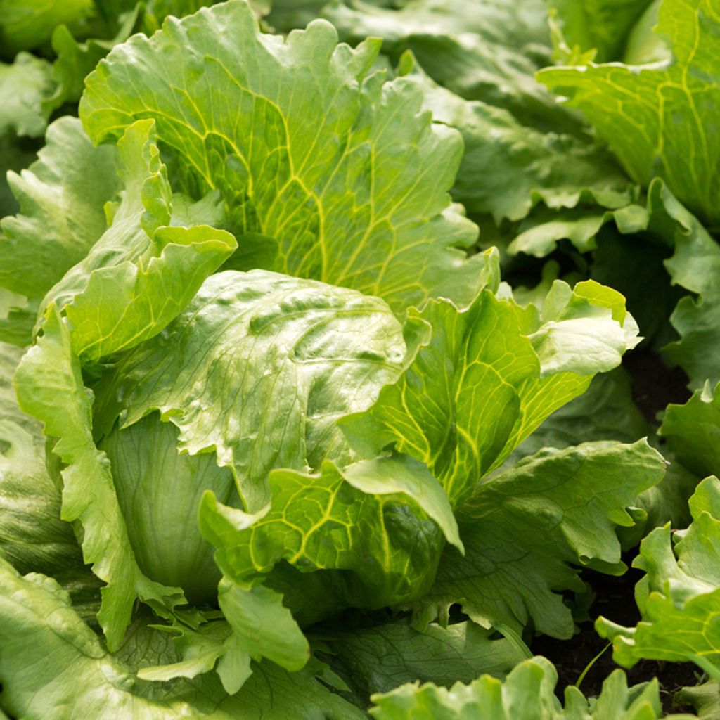 Batavia Lettuce Hollywood - Lactuca sativa