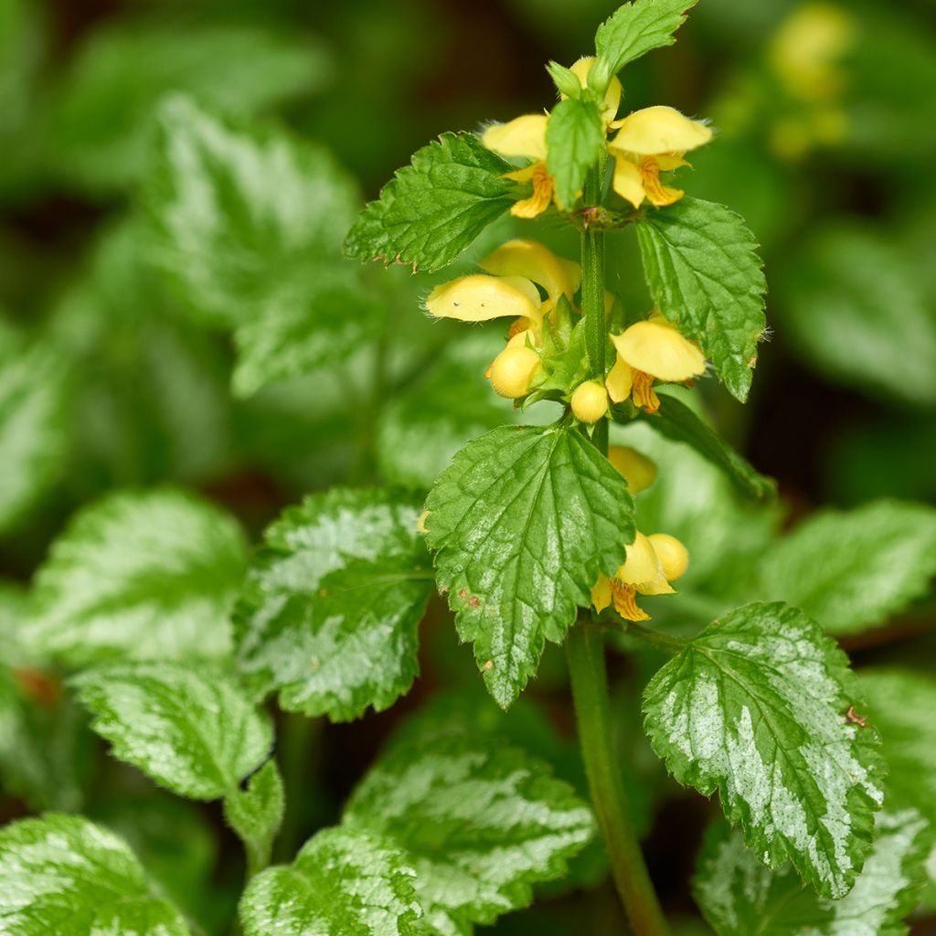 Lamium galeobdolon - Yellow Deadnettle