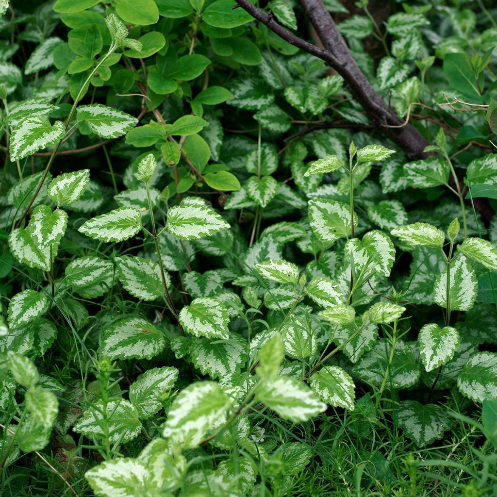 Lamium galeobdolon - Yellow Deadnettle