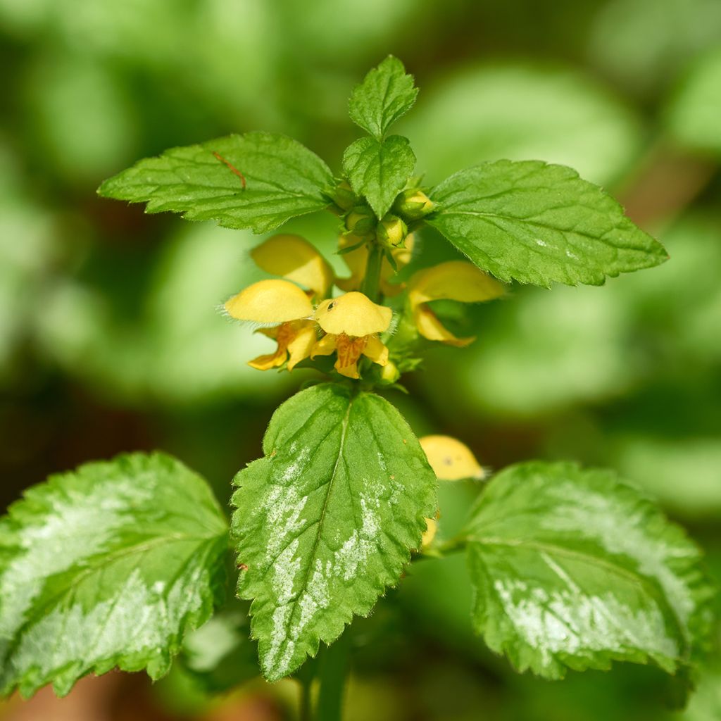 Lamium galeobdolon - Yellow Deadnettle