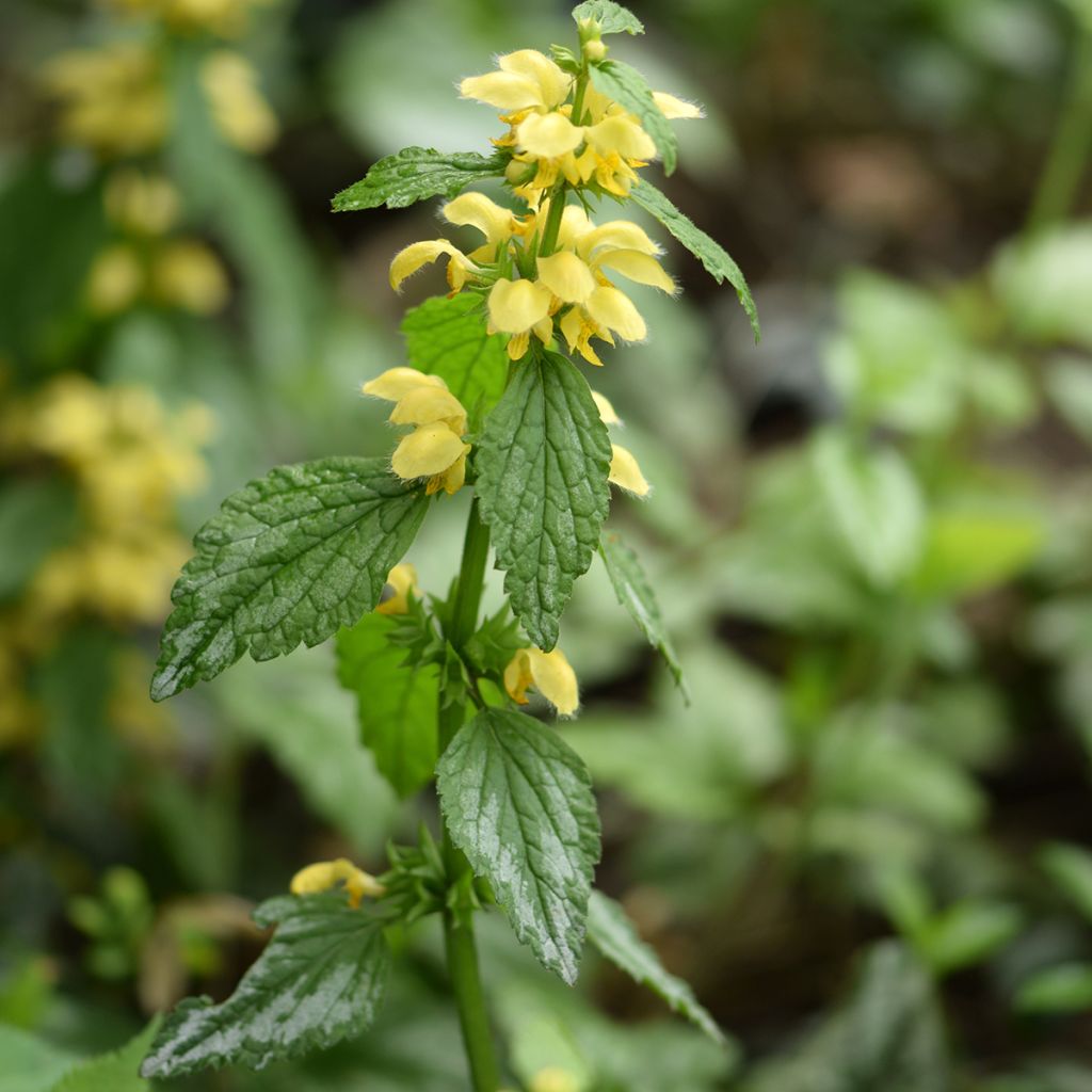 Lamium galeobdolon - Yellow Deadnettle