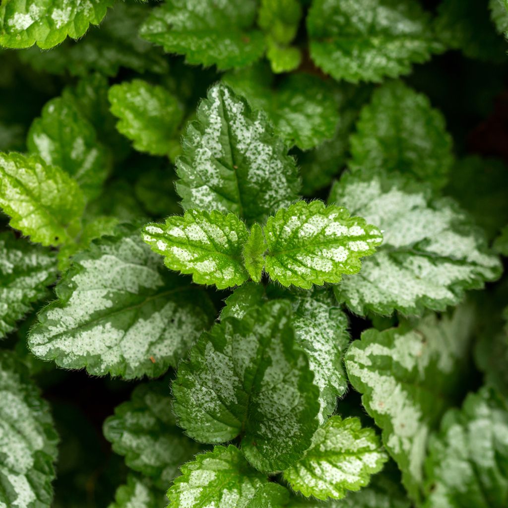 Lamium galeobdolon - Yellow Deadnettle