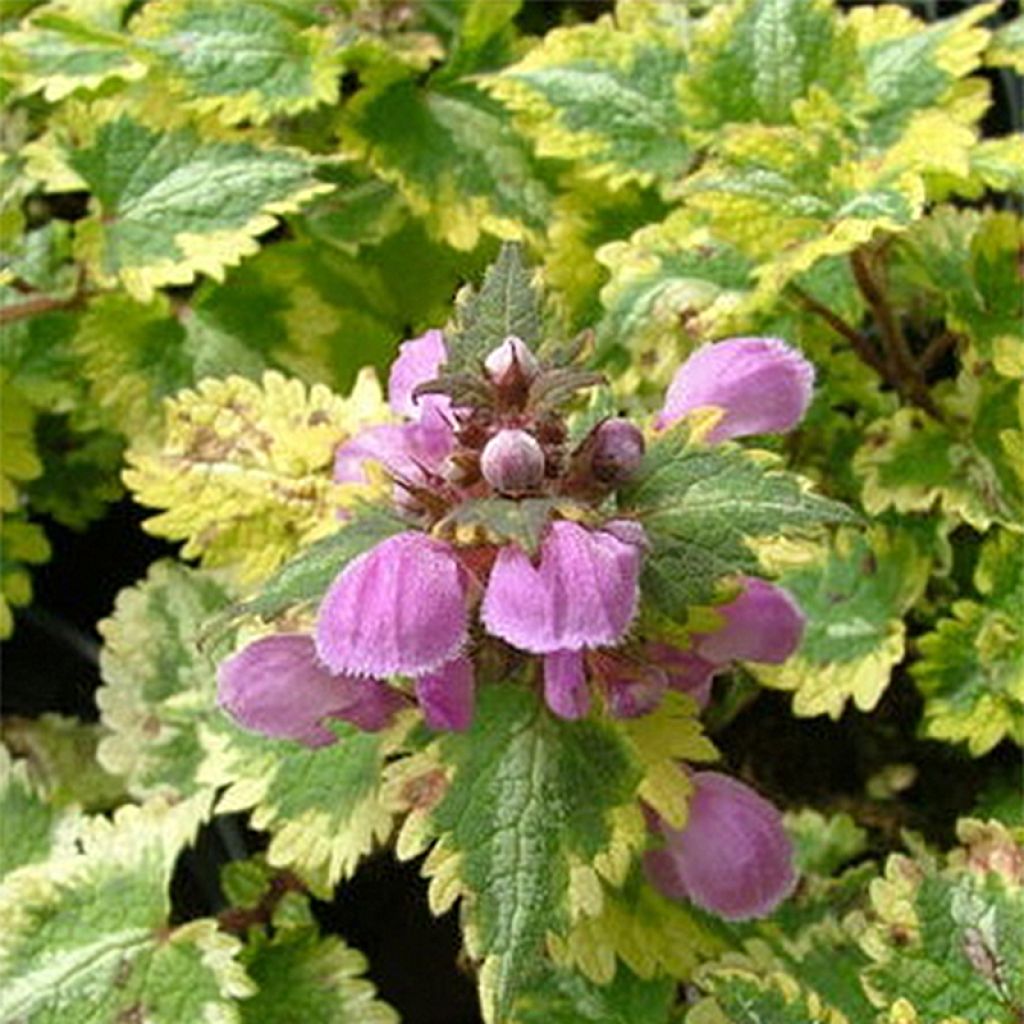 Lamium Maculatum Golden Anniversary, Lamier