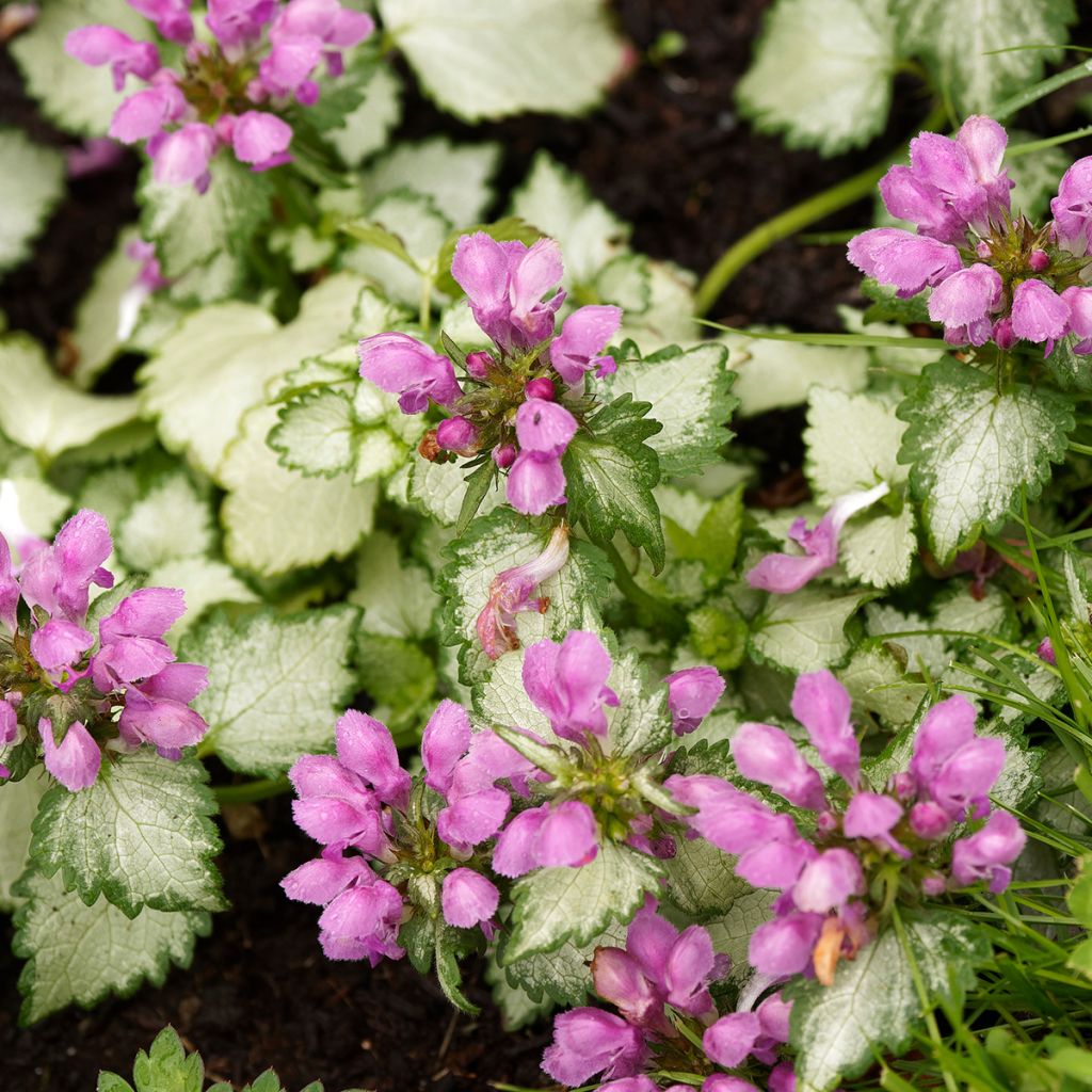 Lamium maculatum Beacon Silver - Spotted Deadnettle