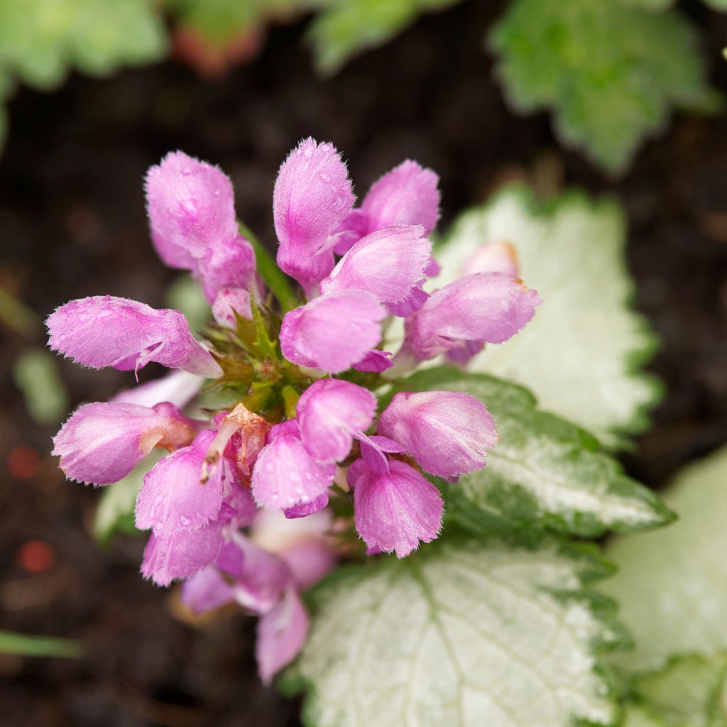 Lamium maculatum Beacon Silver - Spotted Deadnettle