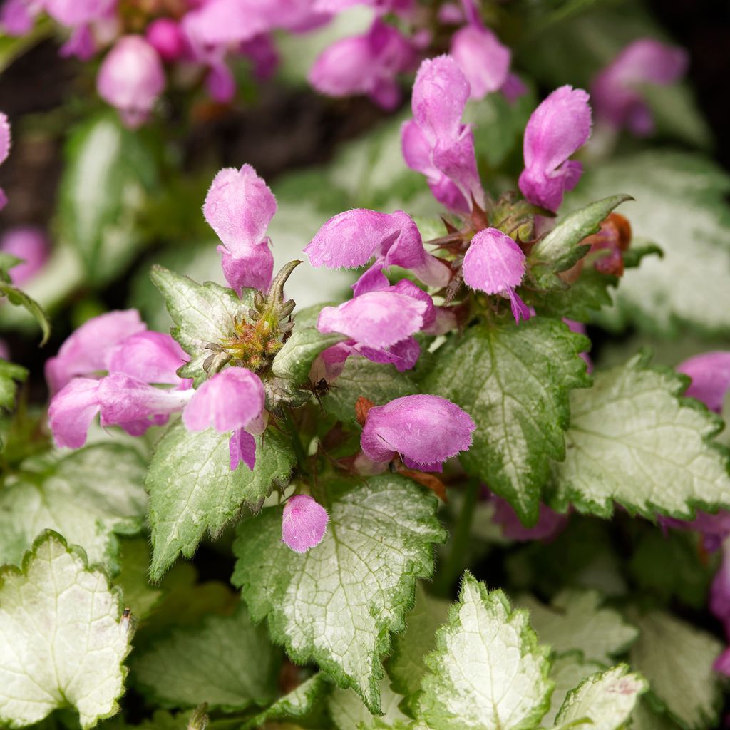 Lamium maculatum Beacon Silver - Spotted Deadnettle