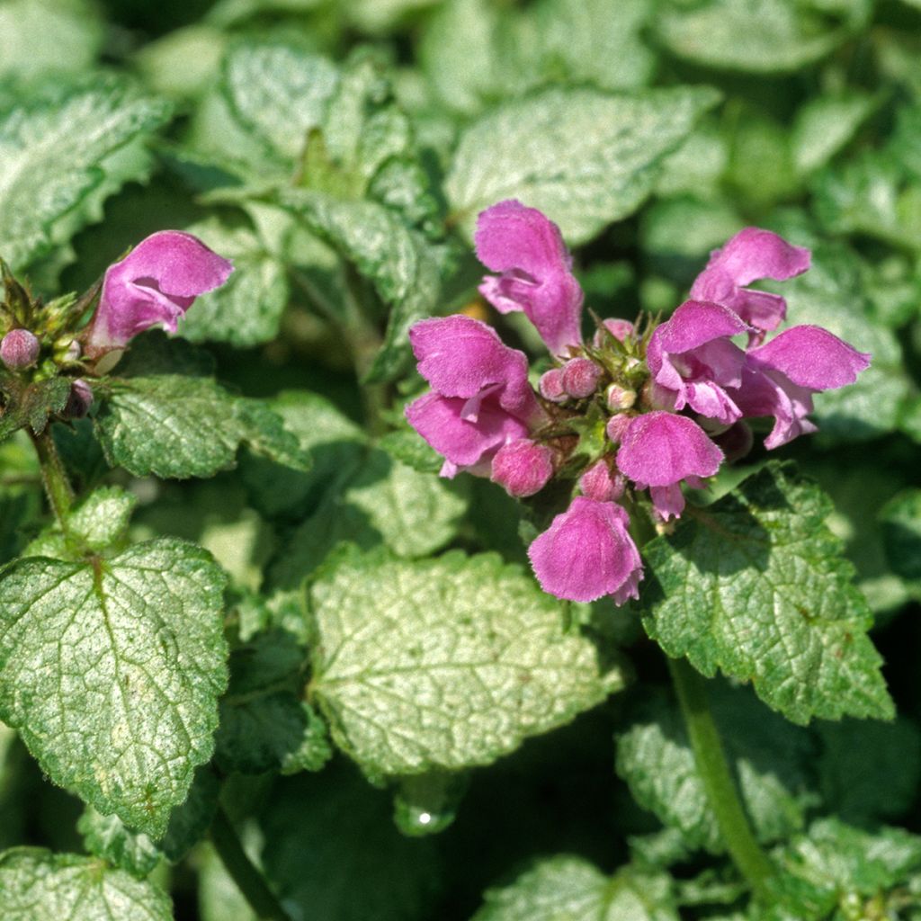 Lamium maculatum Beacon Silver - Spotted Deadnettle