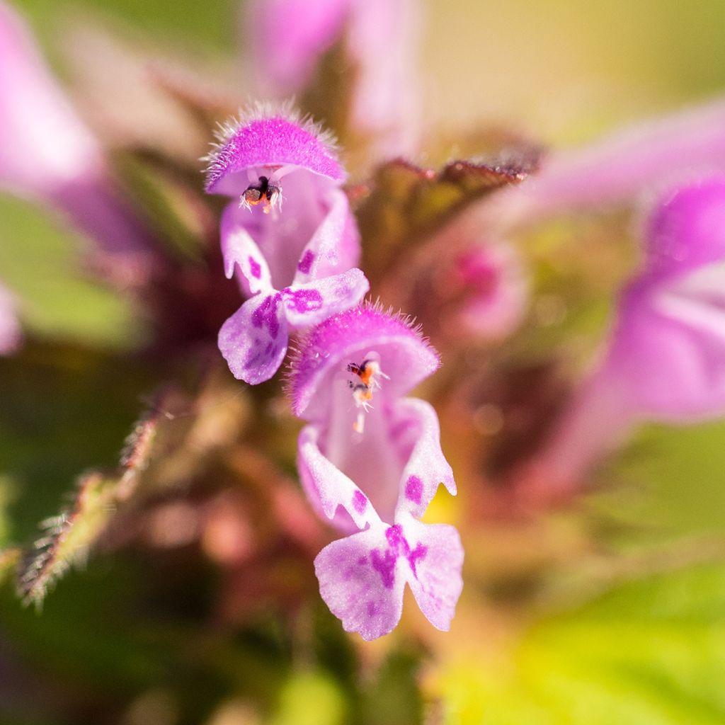 Lamium maculatum Beacon Silver - Spotted Deadnettle