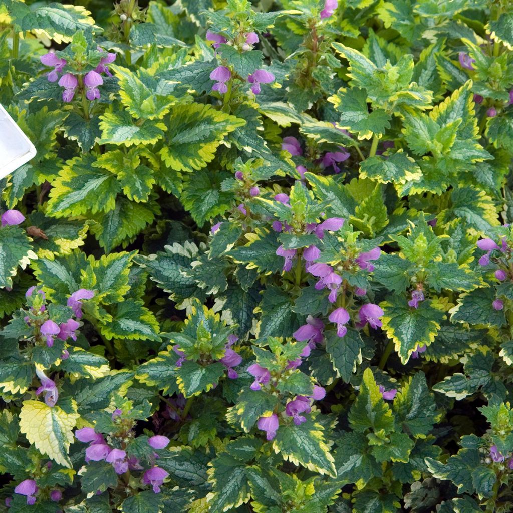 Lamium maculatum Golden Anniversary - Spotted Deadnettle