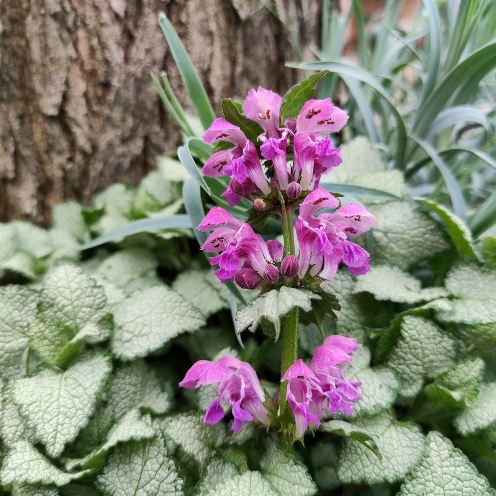 Lamium maculatum Purple Dragon - Spotted Deadnettle