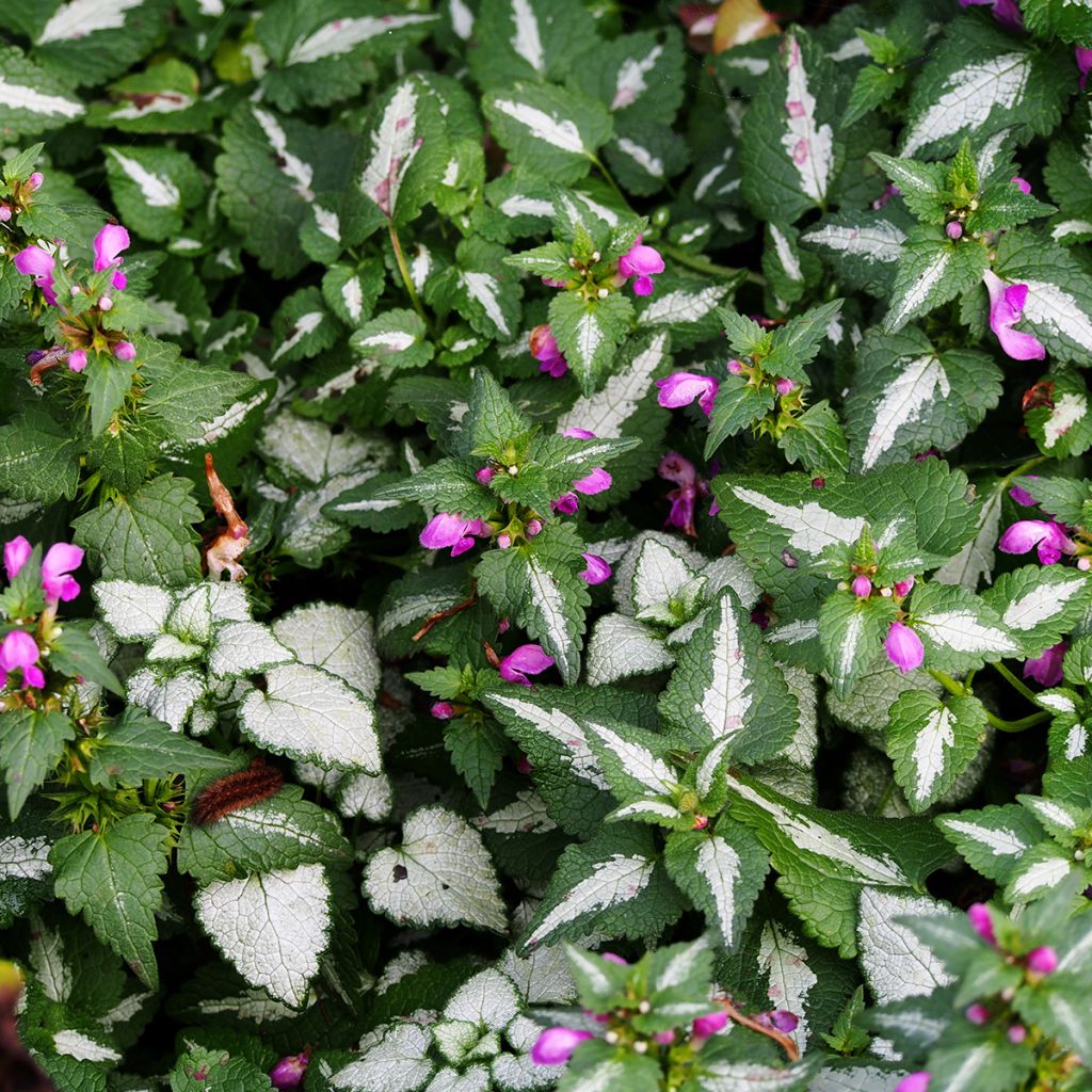 Lamium maculatum Roseum - Spotted Deadnettle